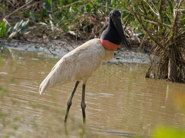 Jabiroe (Jabiru mycteria)
